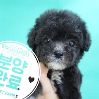 푸들 ♀ 05.21분양완료