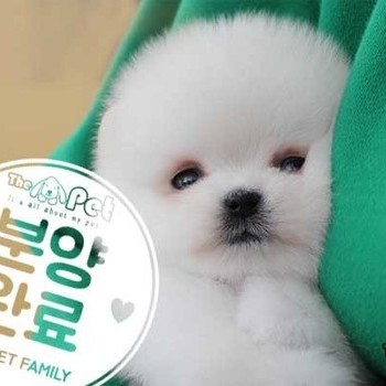 포메라니안 ♂ 01.01 분양완료