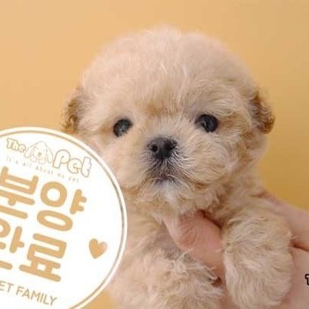 말티푸 ♂ 01.10 분양완료