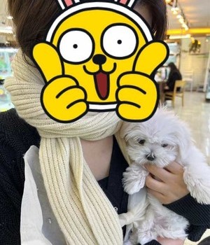 말티즈 분양후기 [22.12.31]