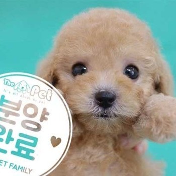 푸들 ♀ 05.21 분양완료