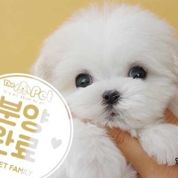 말티즈 ♂ 11.25 분양완료