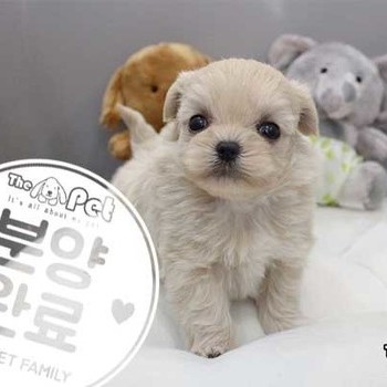 말티푸 ♀ 01.10 분양완료