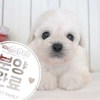 푸숑 ♂ 6.12 분양완료
