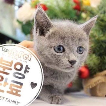 러시안블루 ♂ 11.1 분양완료