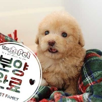푸들 ♀ 10.1 분양완료