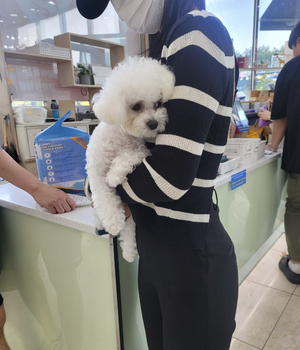 비숑프리제 분양후기 [23.08.26]
