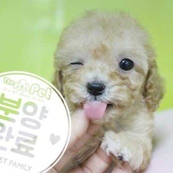 푸들 ♀ 05.28 분양완료