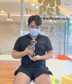 이탈리안그레이하운드 분양후기 [23.09.09]