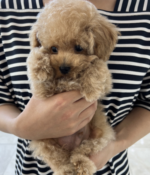 푸들 분양후기 [23.08.05]