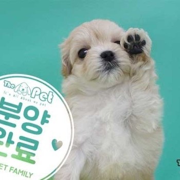 말티푸 ♂ 04.15 분양완료