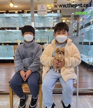 말티푸 분양후기 [23.03.12]