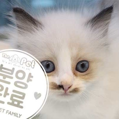 랙돌 ♂ 5.28 분양완료