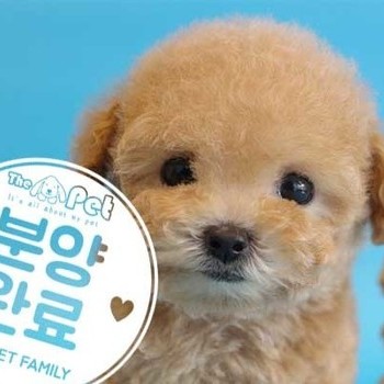 푸들 ♂ 08.06 분양완료