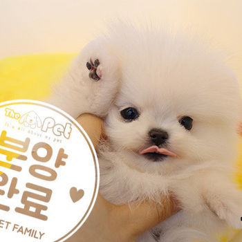 포메라니안 ♂ 11.05 분양완료