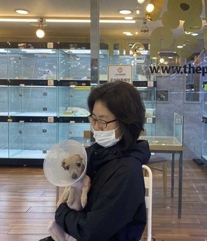 이탈리안그레이하운드 분양후기 [23.04.11]