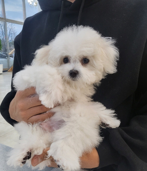 비숑프리제 분양후기 [23.11.28]