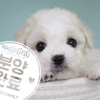 비숑프리제 ♀ 06.11 분양완료