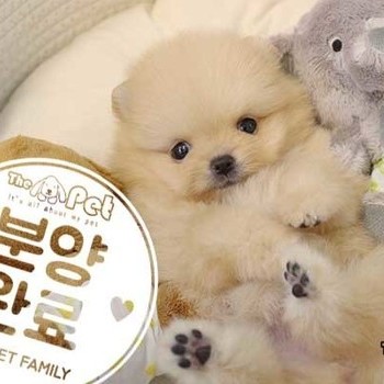 포메라니안 ♀ 02.13 분양완료