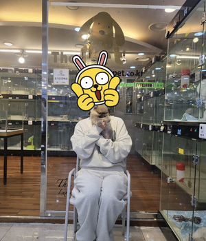 포메라니안 분양후기 [23.04.29]