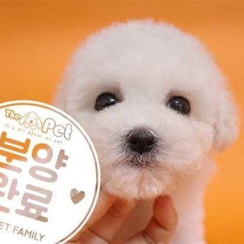 비숑프리제 ♀ 05.04 분양완료