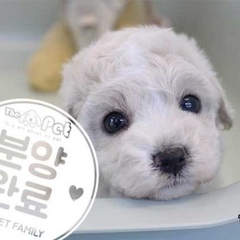 푸숑 ♀ 11.28 분양완료