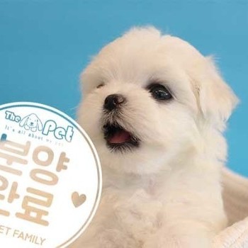 말티즈 ♀ 08.05 분양완료