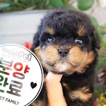 말티푸 ♀ 10.30 분양완료