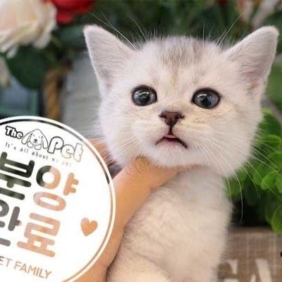 브리티쉬숏헤어 ♀ 9.1 분양완료