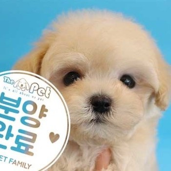 말티푸 ♂ 07.26 분양완료