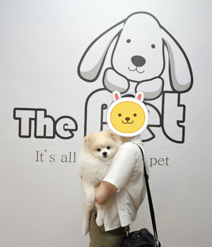 포메라니안 분양후기/중리점 [23.07.09]