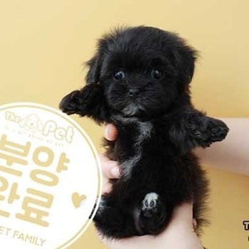말티푸 ♀ 8.14 분양완료