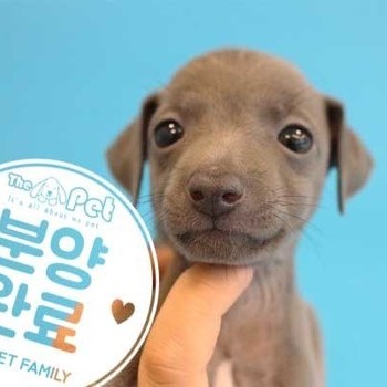 이탈리안그레이하운드 ♀ 07.15 분양완료
