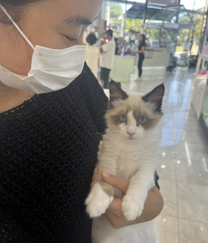 랙돌 분양후기 [23.09.22]
