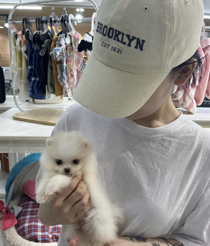 포메라니안 분양후기 [23.09.01]