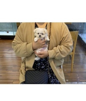 말티즈 분양후기 [23.04.24]