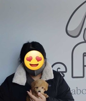 푸들 분양후기/중리점 [23.01.01]