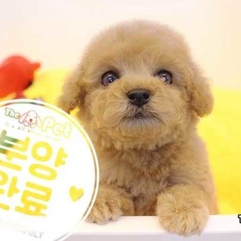 푸들 ♂ 11.06 분양완료