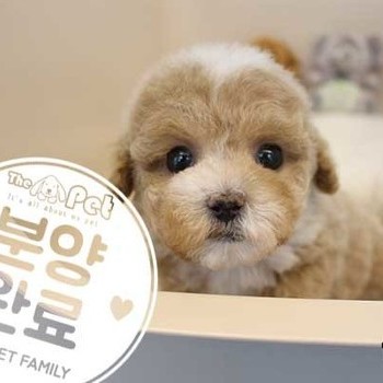 말티푸 ♂ 01.23 분양완료
