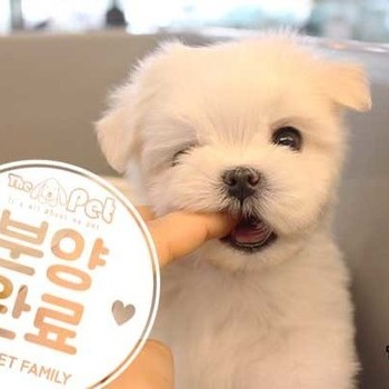 말티푸 ♂ 02.11 분양완료