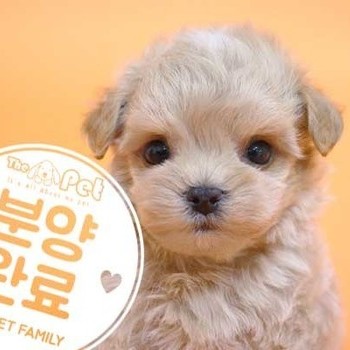 말티푸 ♂ 05.05 분양완료