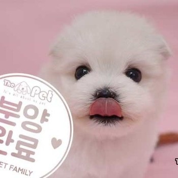 말티즈 ♂ 03.23 분양완료
