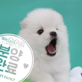 포메라니안 ♂ 04.16 분양완료