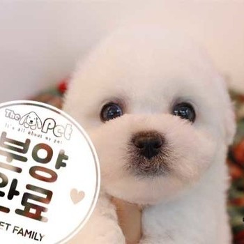 비숑프리제 ♂ 10.28 분양완료