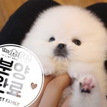 포메라니안 ♂ 11.13 분양완료