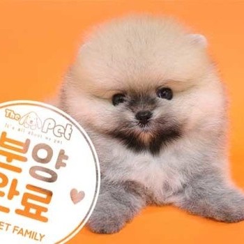 포메라니안 ♂ 05.12 분양완료