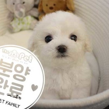 비숑프리제 ♂ 01.10 분양완료