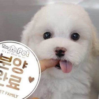 비숑프리제 ♂ 01.07 분양완료