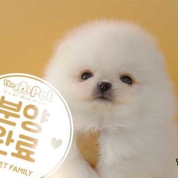 포메라니안 ♂ 11.16 분양완료