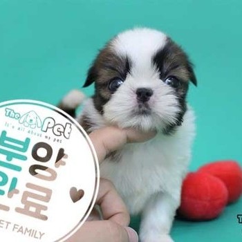 시츄 ♀ 04.07 분양완료